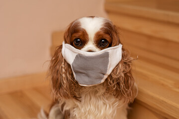 Pet dog sits in a mask and looks at camera on the stairs in home. Cavalier King Charles Spaniel. Close-up photo. The safety of family members, covid-19. Autumn winter is the season of colds. Take care