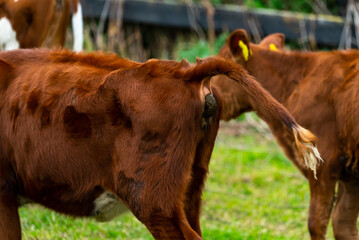 Close up of the read end of a cow defecating, illustrating global warming issues with industrial meat production.