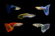 Various type of Guppies (Poecilia reticulata) on black isolated background