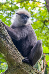 Wall Mural - The purple-faced langur (Semnopithecus vetulus)  is a species of Old World monkey that is endemic to Sri Lanka. The animal is a long-tailed arboreal species, identified by a mostly brown dark face.