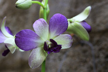 Multi Colored Dendrobium Orchid