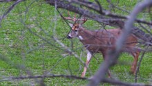 Huge Whitetail Buck Walking On Edge Of Forest