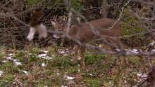 Small Whitetail Buck Walks Along Forest Edge