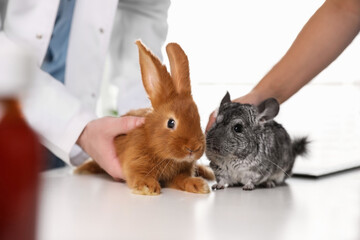 Canvas Print - Professional veterinarians examining bunny and chinchilla in clinic, closeup