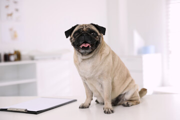 Canvas Print - Cute pug dog on white table in clinic. Vaccination day