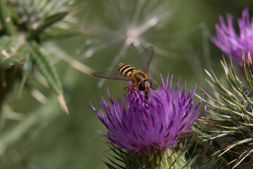 Yellow and black striped female hoverfly, Syrphus ribesii, on a purple thistle flower, close up, above view, green diffused background