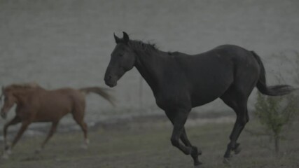 Wall Mural - Horses running on a grass field on sunset in slow motion