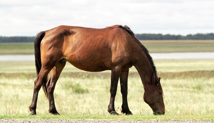 Dark bay horse grazing on a field with green grass