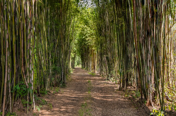  Bamboo arch, road, afternoon light