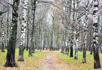 Fototapete - Alley of birches trees with yellow leaves and green grass in October