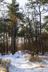  Sunset in winter forest. Winter snow-covered trees. Landscape winter forest with trees covered snow.