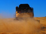 Fototapeta Sawanna - Wheat harvester in operation in a wheat field.