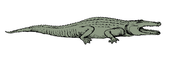 Wall Mural - Crocodile. Vector drawing icon sign