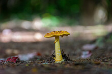 Small Yellow Mushroom Grows On The Forest Floor In Cole Park In Upstate NY