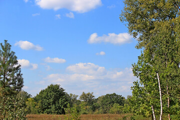 Wall Mural - early autumn in a grove against a blue sky