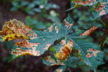 Wall Mural - autumn leaves on the tree