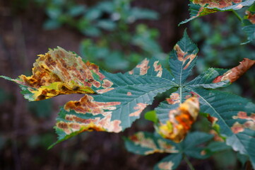 Sticker - autumn leaves background