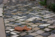Brown Leaf On Stone Pavement Sidewalk. Autumn Season Arrival Concept