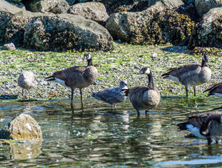 Birds Rocks And Water 2