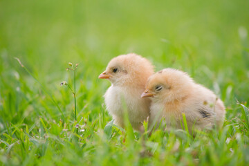 Two baby chicken in the grass