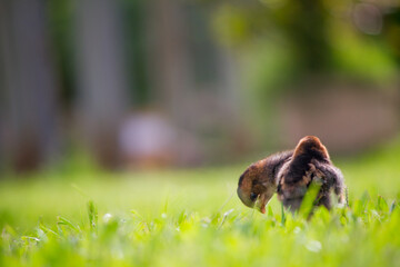 Wall Mural - lift the wing of brown baby chicken on the grass in the farm