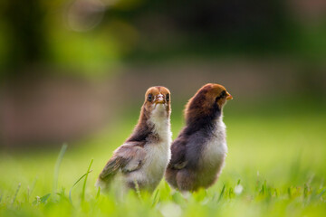 Wall Mural - A couple of brown chicks on the farm in spring