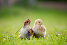 Three Little Chicken Or Yellow Chick On Grass