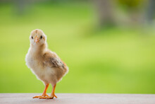 Close Up A Yellow Chick Or Baby Chicken On A Green Background