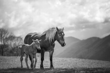 Wall Mural -  mare and her foal in a mountain meadow