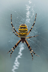 Large striped yellow and black spider on its web