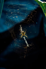 Large striped yellow and black spider on its web
