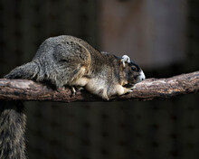Sherman Fox Stock Photos. Sherman Fox Squirrel Close-up Profile View Resting On A Branch Displaying Fur, Body, Ears, Head, Paw, Tail And In Its Habitat And Environment With A Blur Background.