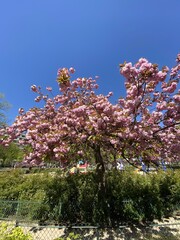 Poster - Cerisier en fleurs au jardin de la Muette à Paris