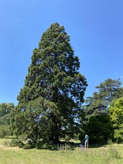 Poster - Sapin du parc de Bagatelle à Paris