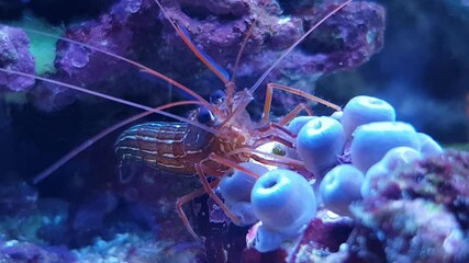 Wall Mural - Video of Red Monaco Peppermint shrimp eating aiptasia