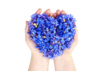 Wall Mural - Blue cornflowers heart in hands isolated on white background