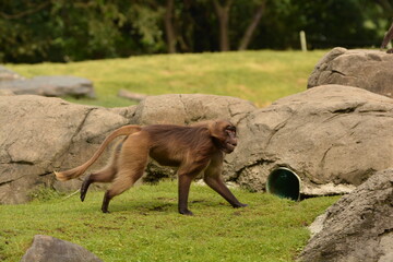 baboon running 2