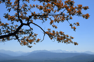 oak tree branch with autumn red leaves on mountains and blue sky background