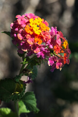 Wall Mural - Variegated Lantana 1