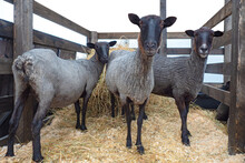Three Sheep Look At The Camera. Curious Sheep. Gray Sheep In The Pen. Farm Animals. Concept Of Animal Husbandry.