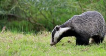 European Badgers, Meles Meles, Close Up To Mid Shots Of Badgers Grazing And Walking On Grass With Head Detail.