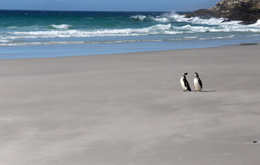 Two Magellanic penguins (Spheniscus magellanicus) walking on a sandy beach in summer, Saunders Island.