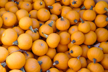 Wall Mural - pumpkin harvest in autumn season