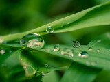 Fototapeta Dziecięca - water drops on green grass