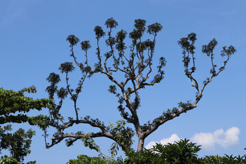 View of big trees in the tropical woods southeast Asia with blue sky