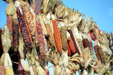 Wall Mural - kernel corns