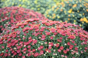 Wall Mural - mum flowers