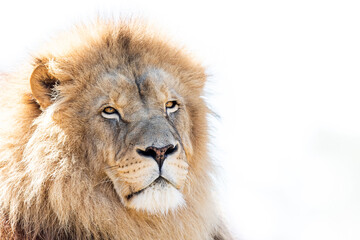 Wall Mural - portrait of lion in the forest
