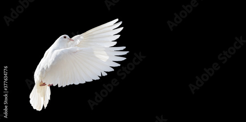 Fotomural white dove flying isolated on black