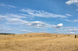 © Dzmitry - Nice view of the harvested yellow field on a sunny day.